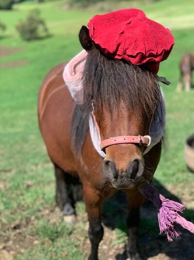 2022_fair_equine_3.jpeg