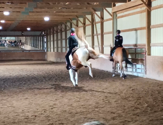 cropped_2023_fair_equine_1.png