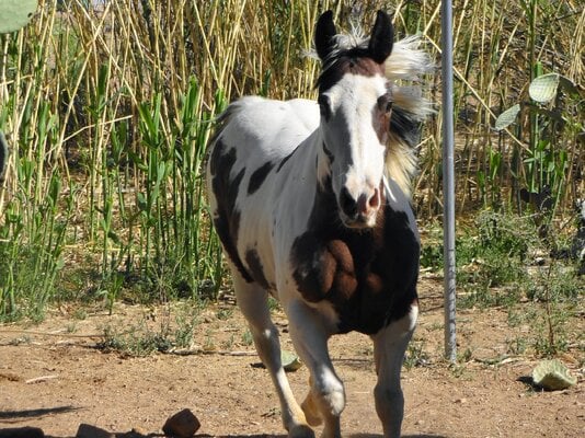 2023_fair_equine_2.JPG