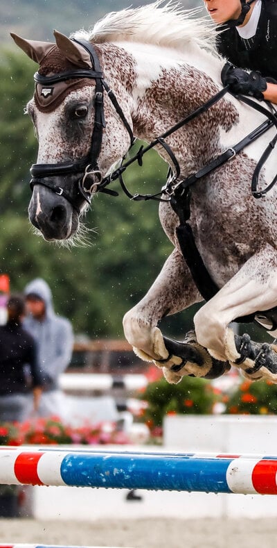 2023_fair_equine_6.jpeg