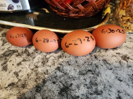 4 eggs since the 27th..jpg