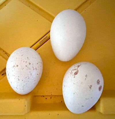 eggz.jpg