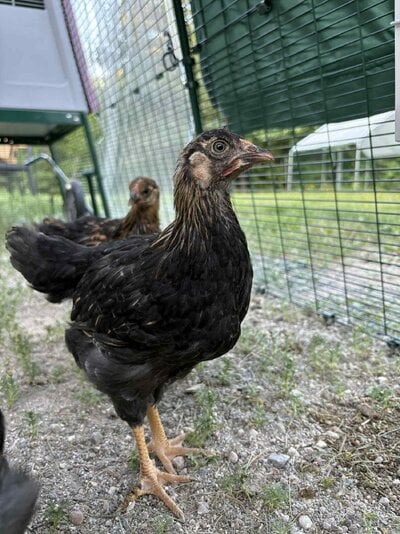 possible cockerel.jpeg