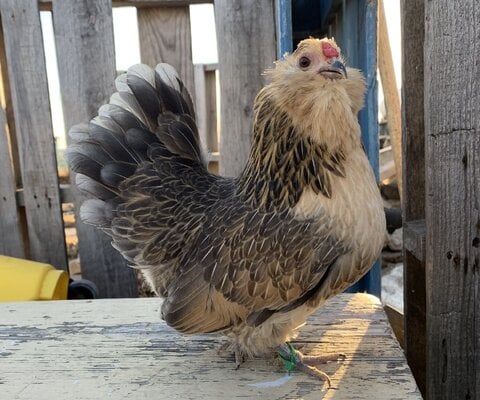 cropped_2022_fair_apa_banty_hen_1.jpeg
