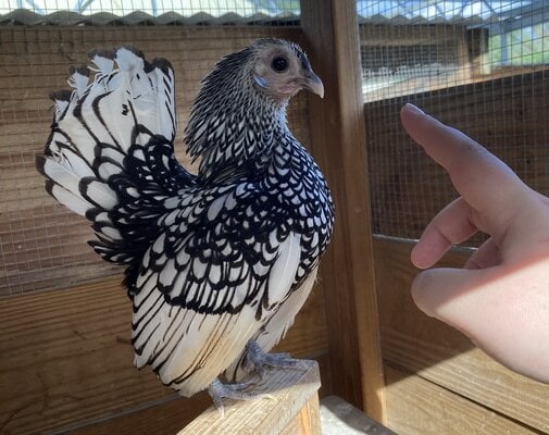 cropped_2022_fair_apa_banty_hen_2.jpeg