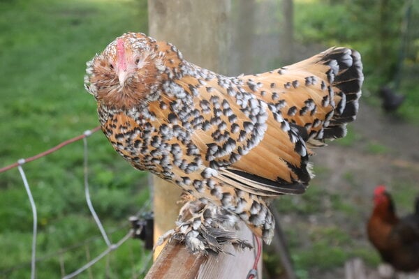 2023_fair_apa_banty_hen_1.JPG