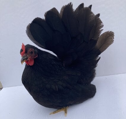 cropped_2023_fair_apa_banty_hen_2a.jpeg