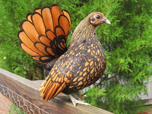 2023_fair_apa_banty_hen_2b.JPG
