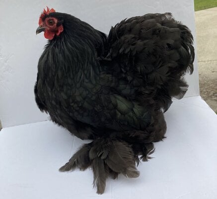 cropped_2023_fair_apa_banty_hen_3.jpeg