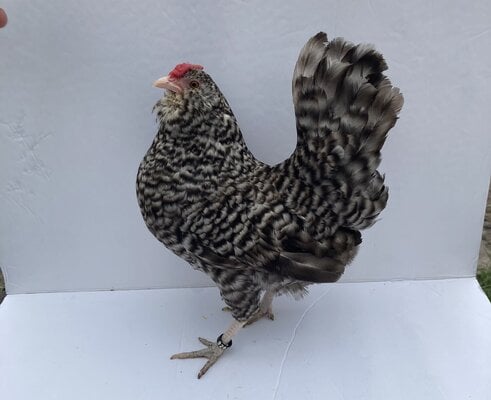 cropped_2023_fair_apa_banty_hen_4.jpeg