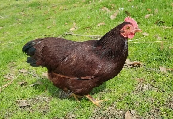 2024_fair_apa_banty_hen_2.jpg
