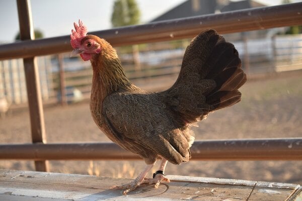 2024_fair_apa_banty_hen_4.JPG