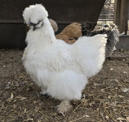 cropped_2024_fair_apa_banty_hen_6.jpeg