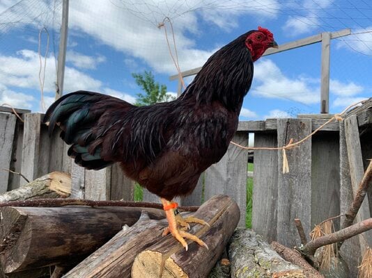 2022_fair_banty_rooster_2.jpeg