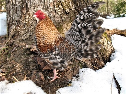 2022_fair_banty_rooster_3.jpg