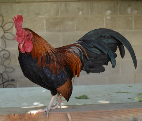 cropped_2023_fair_banty_rooster_2.png