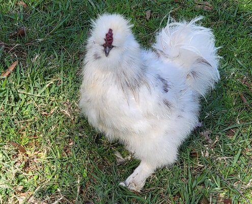 cropped_2023_fair_banty_rooster_3.jpg