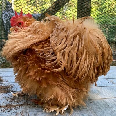 2024_fair_banty_rooster_1.jpeg