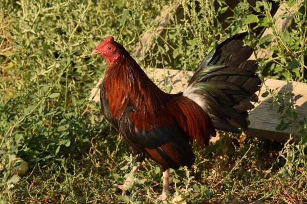 2024_fair_banty_rooster_2.JPG