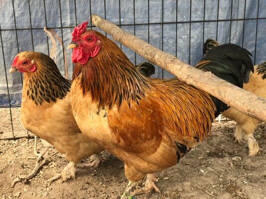 2024_fair_banty_rooster_3.jpeg