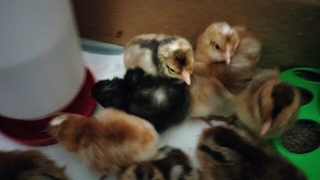 black chick2.jpg