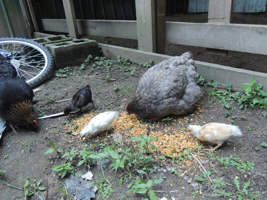 DSCN4992.JPG