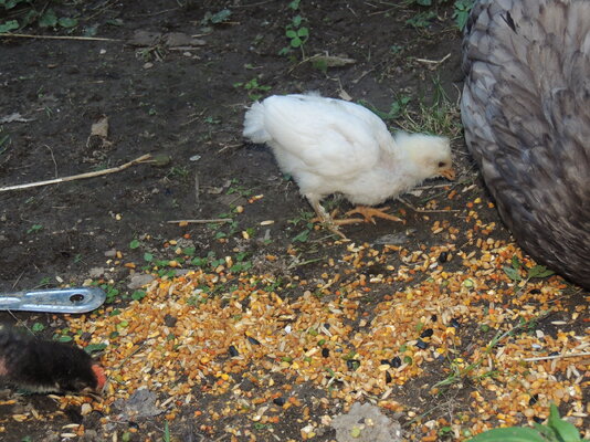DSCN4994.JPG