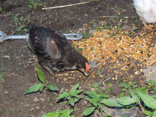 DSCN4995.JPG