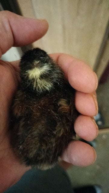black chick5.jpg