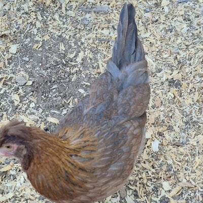 Messenger_creation_73B8E910-02F7-404B-B3E9-F47458B4C24E.jpeg