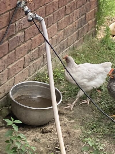 IMG_4806.jpeg