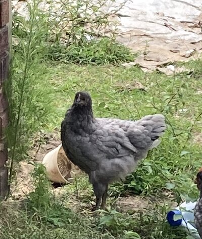 IMG_4798.jpeg