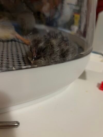 IMG_7073.jpeg
