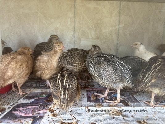 Quail pic 1.JPEG