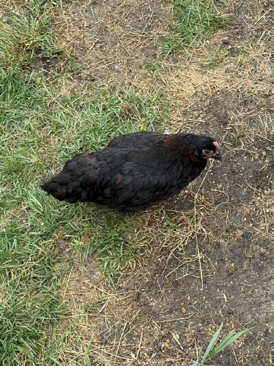 IMG_2080.jpeg