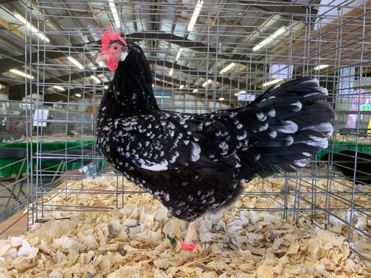 2022_fair_apa_lf_hen_1.jpeg