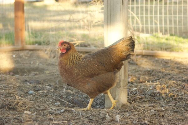 2023_fair_apa_lf_hen_1.jpeg