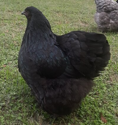 cropped_2023_fair_apa_lf_hen_2.jpg