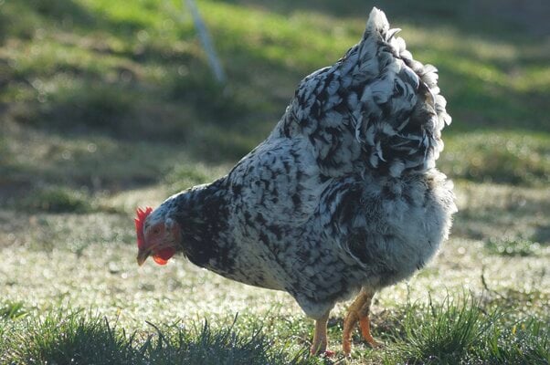 2023_fair_apa_lf_hen_3.jpeg