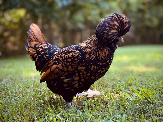 2023_fair_apa_lf_hen_4.jpg