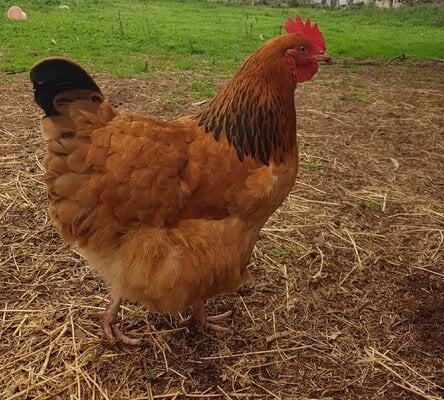 2024_fair_apa_lf_hen_2.jpg