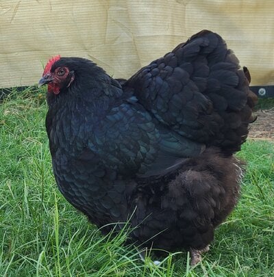 cropped_2024_fair_apa_lf_hen_5.jpg
