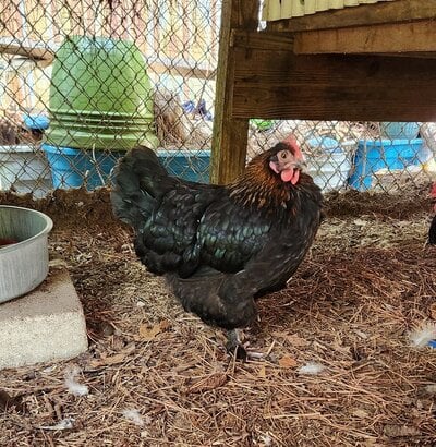 cropped_2024_fair_apa_lf_hen_6.jpg
