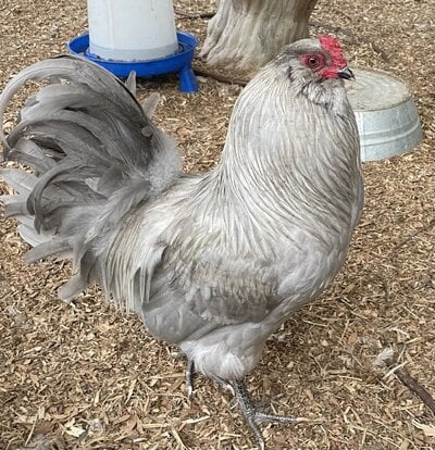 cropped_2022_fair_apa_lf_rooster_1.jpeg