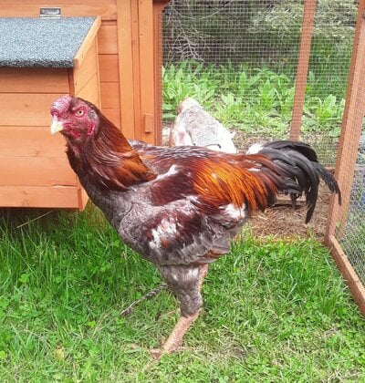 cropped_2022_fair_apa_lf_rooster_2.jpeg