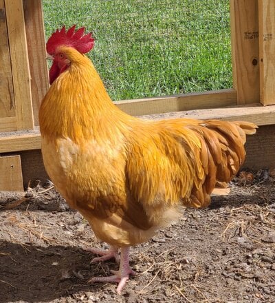 cropped_2022_fair_apa_lf_rooster_3.jpg