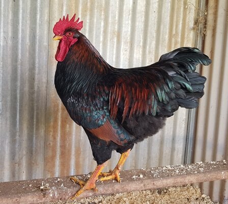 2023_fair_apa_lf_rooster_2.jpg