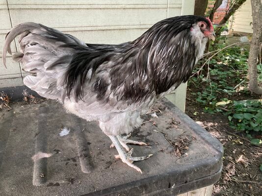 2023_fair_apa_lf_rooster_3.jpeg