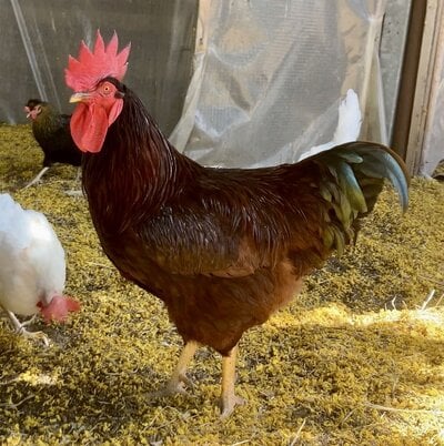 cropped_2023_fair_apa_lf_rooster_4.jpeg
