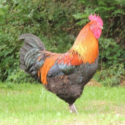 cropped_2024_fair_apa_lf_rooster_1.JPG
